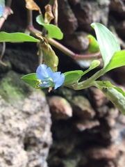 Commelina diffusa