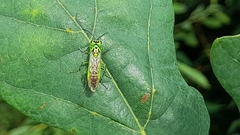 Rhogogaster chlorosoma