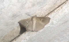 Banisia