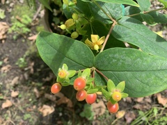 Hypericum hircinum