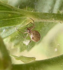 Theridiidae