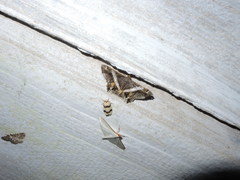 Chiasmia nora