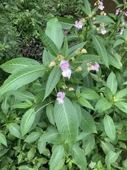 Impatiens glandulifera