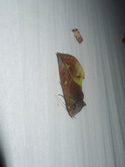 Eudocima sikhimensis