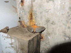 Filodes fulvidorsalis