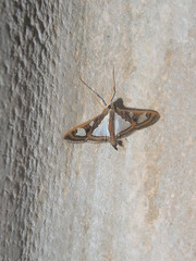 Glyphodes bivitralis