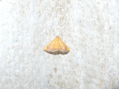 Hyalobathra opheltesalis