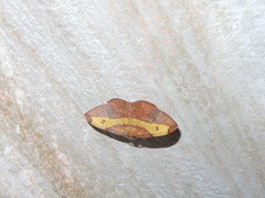 Hypochrosis hyadaria