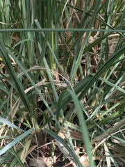 Austroderia richardii