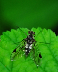Chrysopilus erythrophthalmus