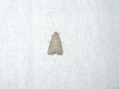 Hypsopygia nonusalis