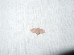 Lophophleps phoenicoptera