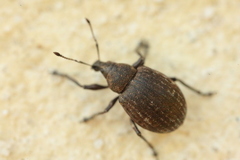 Liophloeus lentus