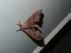 Marumba nympha