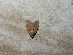 Maurilia