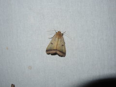 Ophiusa trapezium