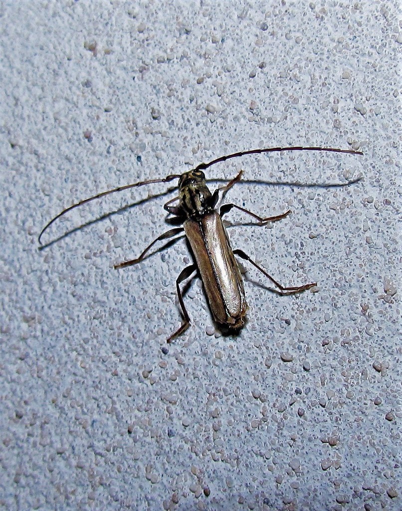 Nephalius spiniger
