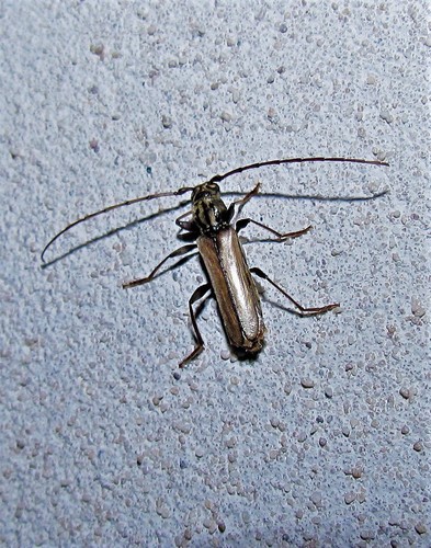 Nephalius spiniger