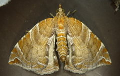 Eulithis molliculata