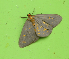 Abraxas poliaria