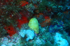 Pseudodistoma crucigaster