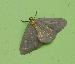 Abraxas poliaria