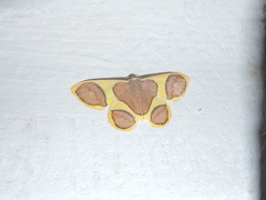 Plutodes pseudocyclaria