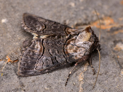 Abrostola asclepiadis