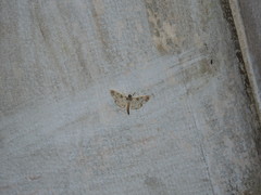 Polythlipta divaricata