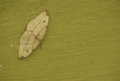 Hypochrosis hyadaria