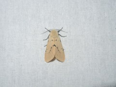 Spilarctia postrubida