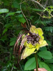 Tacca leontopetaloides image