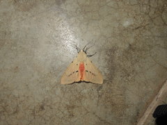 Spilarctia postrubida