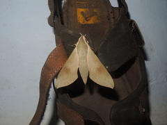 Theretra gnoma