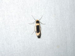 Thysanoptyx