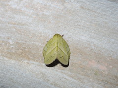 Trabala viridana