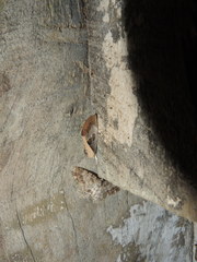 Westermannia superba