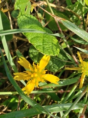 Amblyolepis setigera