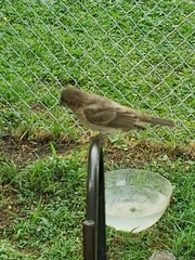 Haemorhous mexicanus