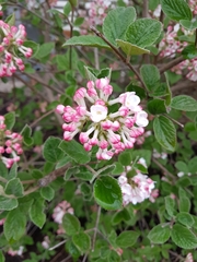 Viburnum