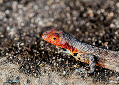 Microlophus albemarlensis