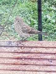 Haemorhous mexicanus