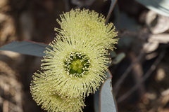 Eucalyptus preissiana