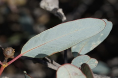 Eucalyptus preissiana