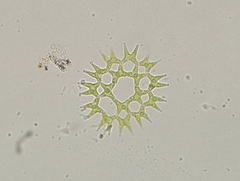 Lacunastrum gracillimum