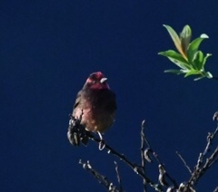 Procarduelis nipalensis