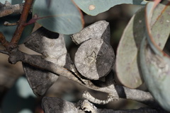 Eucalyptus preissiana