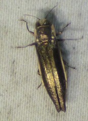 Agrilus ferrisi