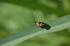 Cauchas fibulella
