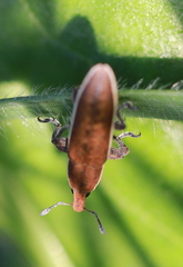 Lixus albomarginatus